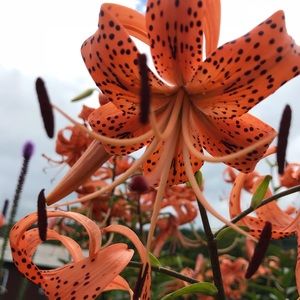 Meet your Posher, Shae